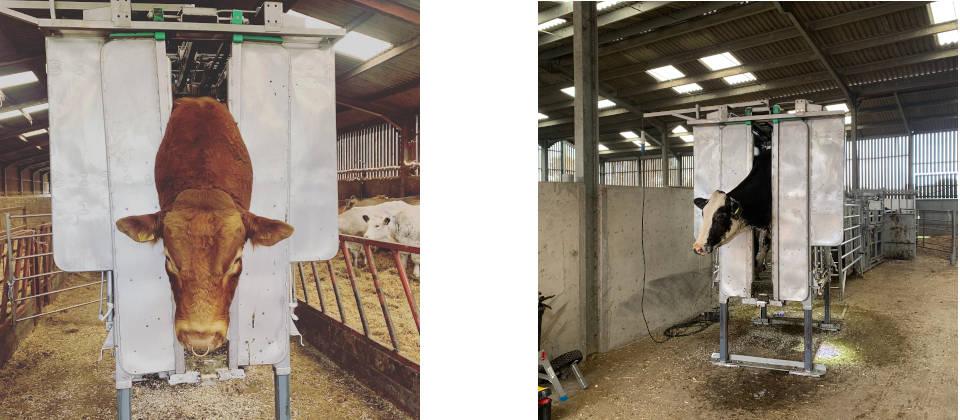 Click here for full size view of image Scenes from a busy day of hoof trimming on a Monmouthshire farm Image of Scenes from a busy day of hoof trimming on a Monmouthshire farm
