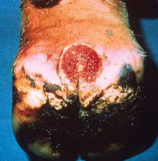 Image linking to the Digital dermatitis page for details of  and the  on offer there: Causes, prevention and treatment of digital dermatitis in cattle throughout Somerset, Gloucestershire, Wiltshire and Monmouthshire