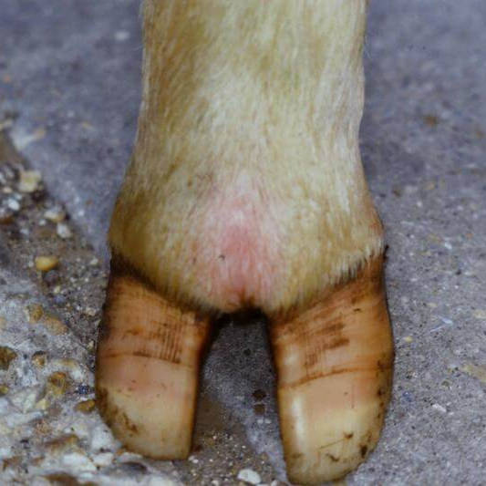 Image linking to the Foul in the Foot page for details of  and the  on offer there: Causes, prevention and treatment of foul in the foot in cattle throughout Somerset, Gloucestershire, Wiltshire and Monmouthshire.