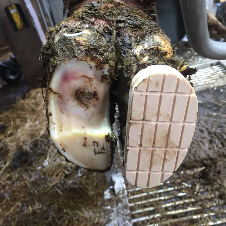 Image linking to the Sole Ulcer page for details of  and the  on offer there: Causes, prevention and treatment of sole ulcers in cattle throughout Somerset, Gloucestershire, Wiltshire and Monmouthshire